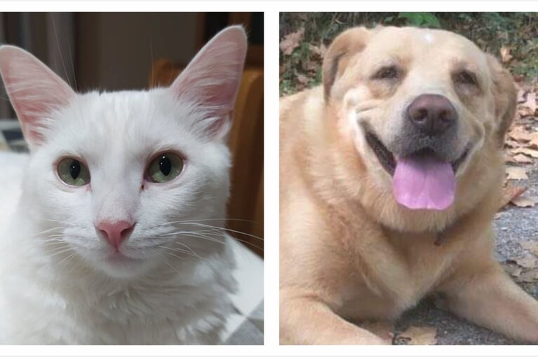 campanha_esterilizacao