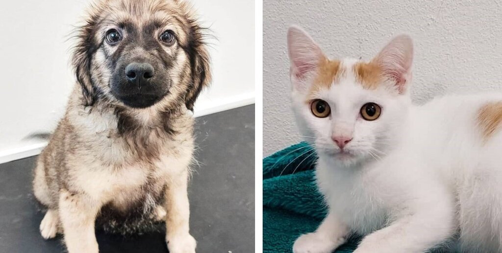 Campanha de esterilização de animais de companhia