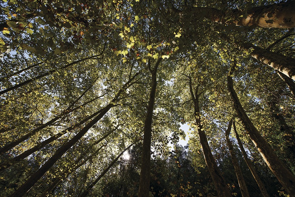 Vigilância móvel da floresta