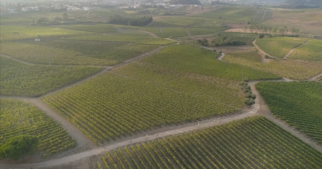 “ANADIA WINE RUN” REGRESSA EM MARÇO