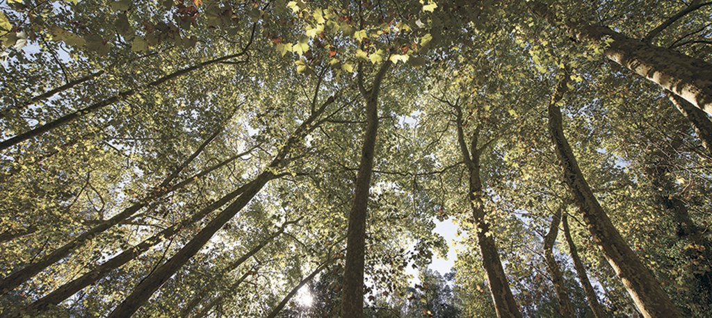 GESTÃO DE COMBUSTÍVEL -  PROLONGAMENTO DO PRAZO PARA A LIMPEZA DOS TERRENOS
