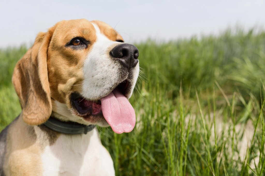 Cães: vacinação antirrábica e identificação eletrónica
