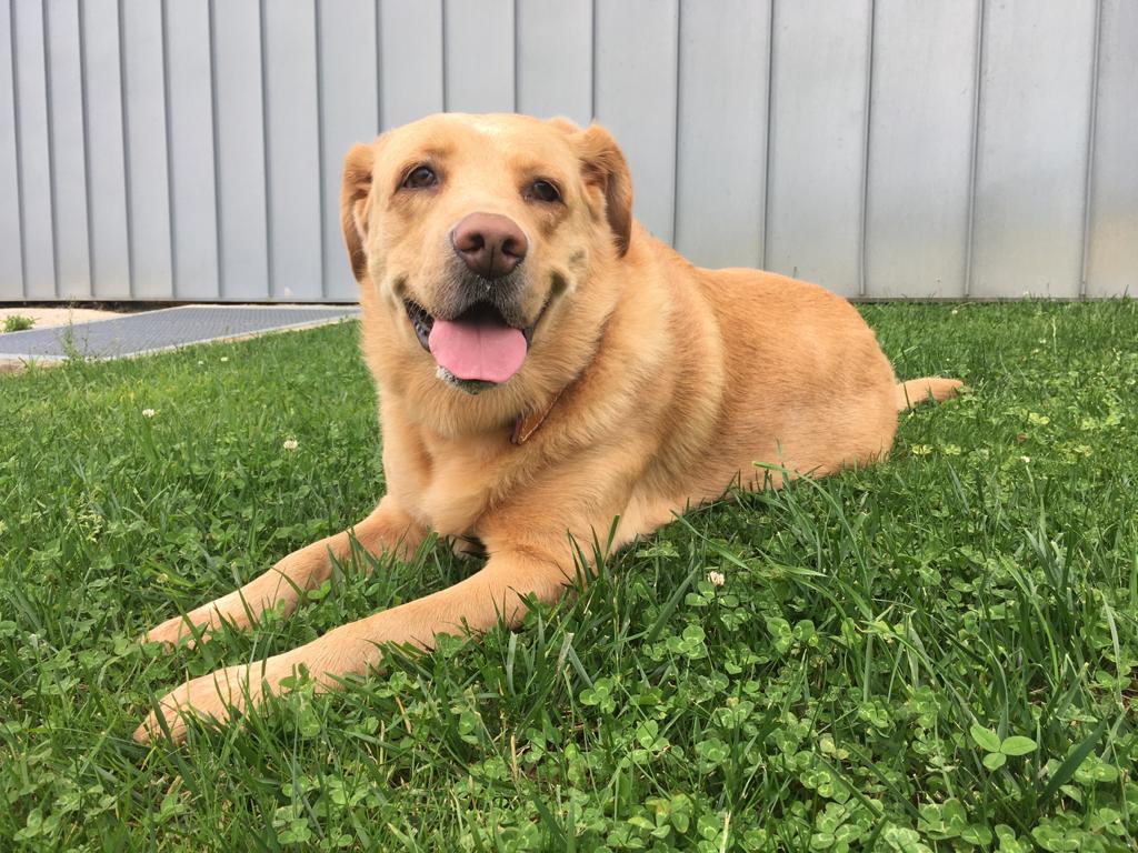 Campanha de vacinação antirrábica em Anadia