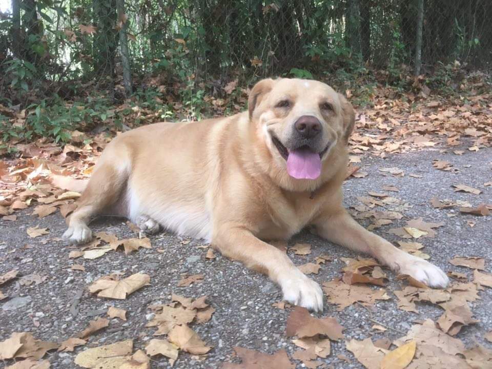 Município apoia esterilização de cães e gatos