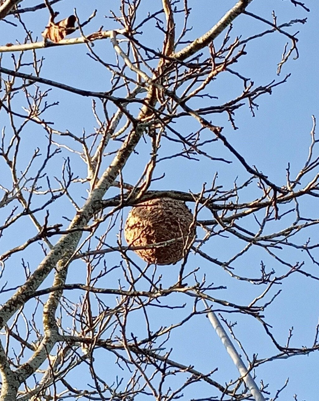 ninho_vespa_asiatica